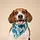 Western Blue Bandana