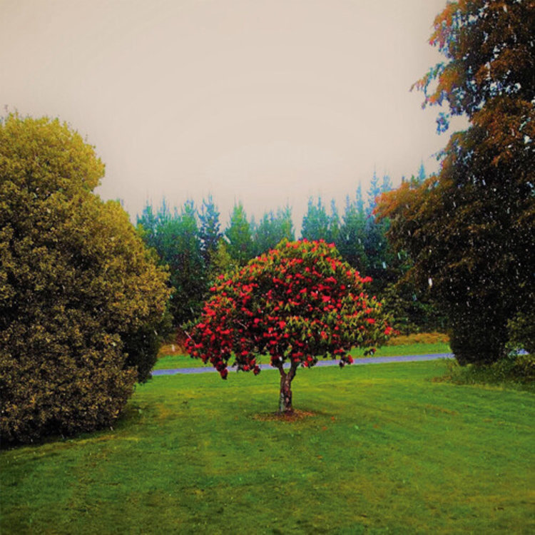 Flying Nun Bats, The - Foothills LP