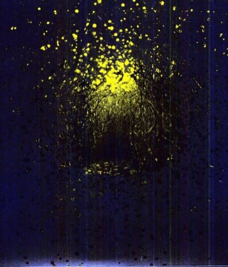 French Kiss Antlers, The - Burst  Apart LP (yellow vinyl)