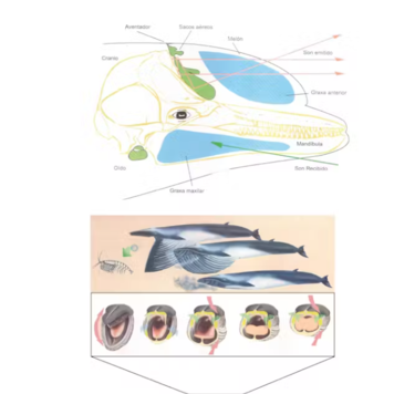 Sun Araw - Cetacean Sensation LP