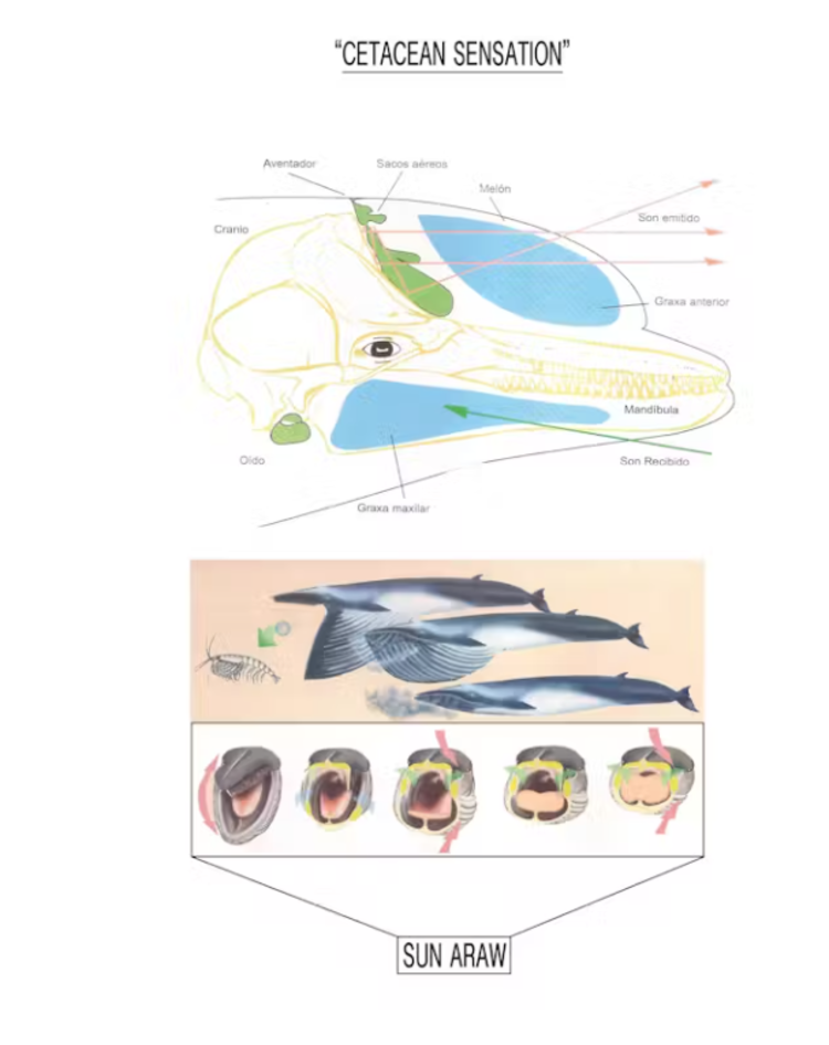 Sun Araw - Cetacean Sensation LP