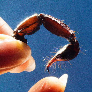 Warp Squid - Cowards LP (clear vinyl)