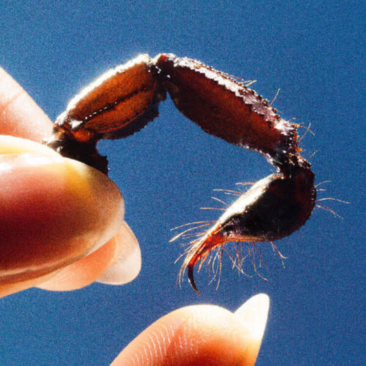 Warp Squid - Cowards LP (clear vinyl)