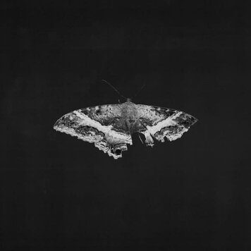 Interscope Lamar, Kendrick - To Pimp A Butterfly 2LP (10th anniv. 180g alternate cover)