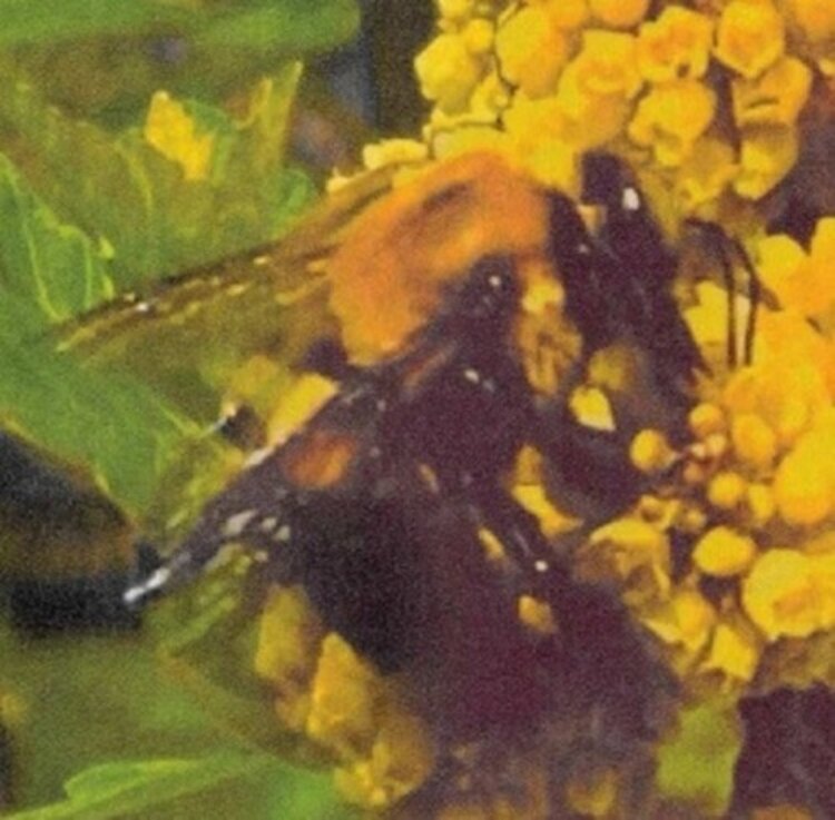 Broncho - Natural Pleasure LP (color vinyl)