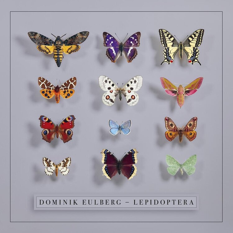 !K7 Eulberg, Dominik -Lepidoptera LP