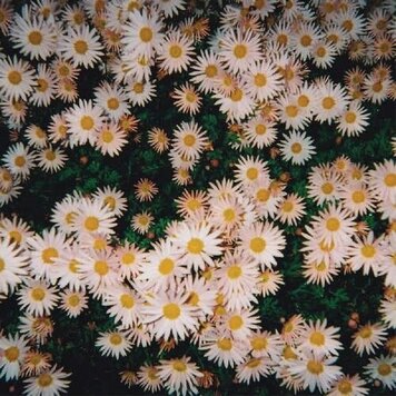 Bad Bad Hats - (self-titled) LP (pink vinyl)