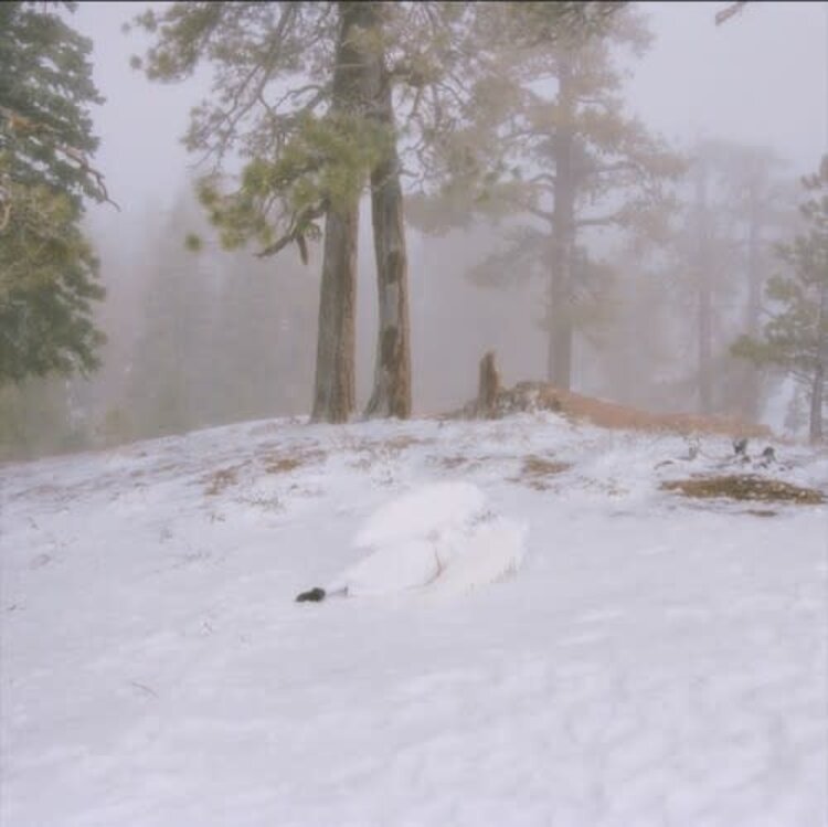 Interscope Wisp - Pandora CD