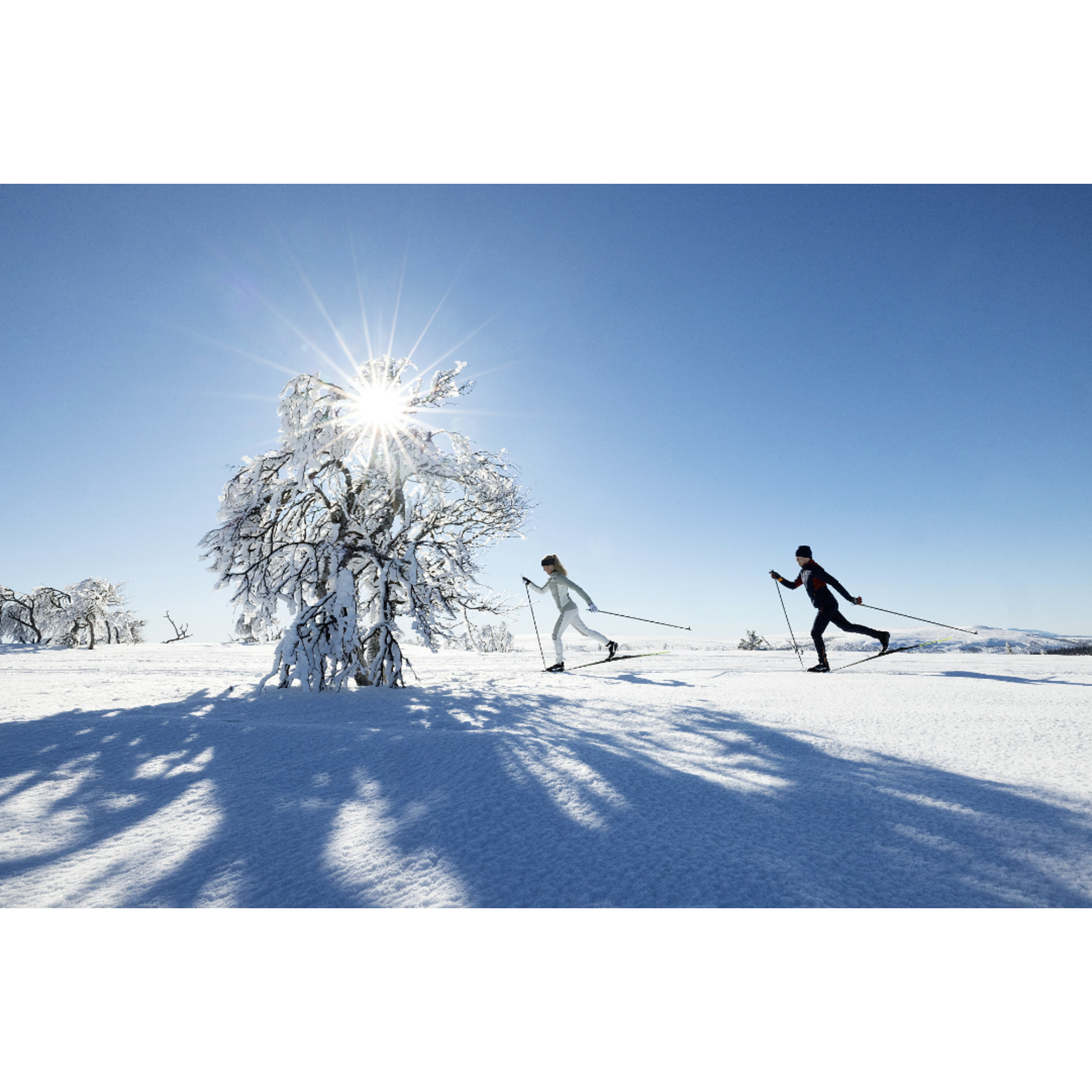 Fischer Bottes Speedmax Classic