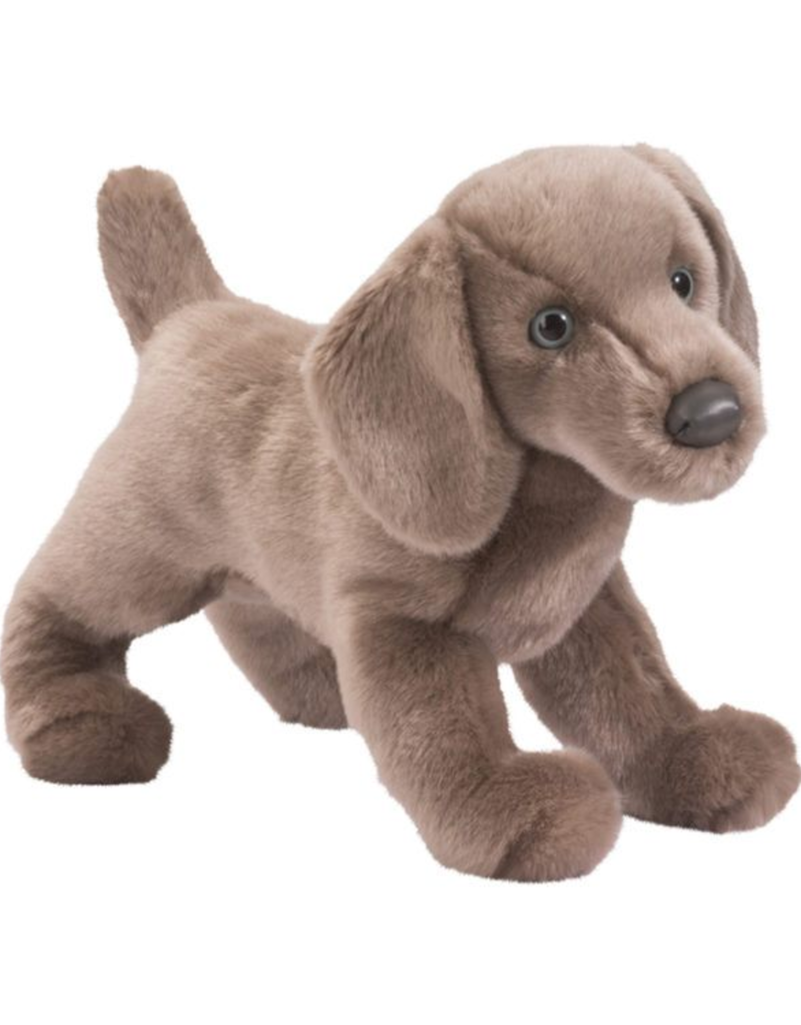 Douglas Douglas - Cassie Weimaraner