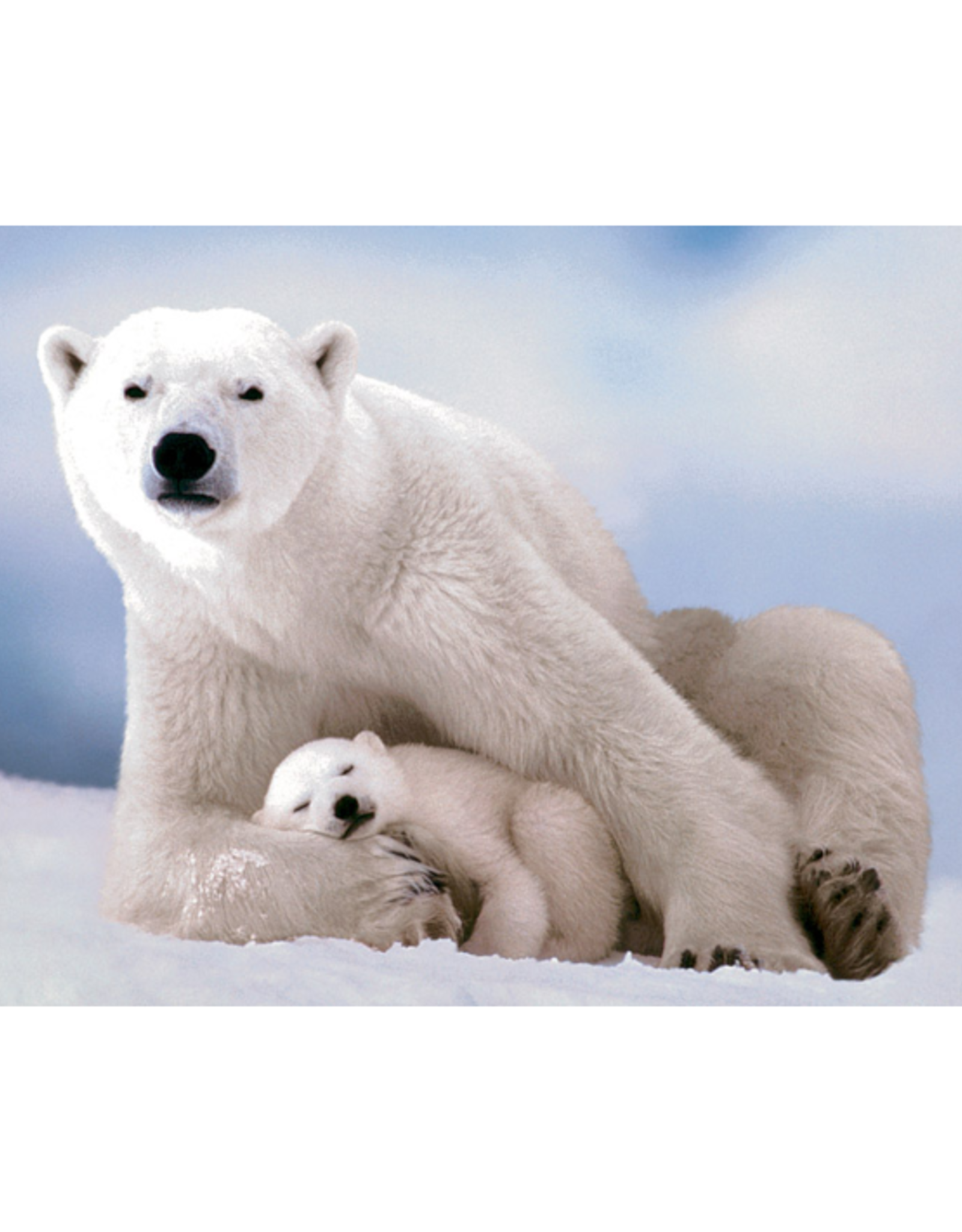 Eurographics - 1000pcs - Polar Bear and Baby