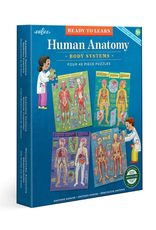eeBoo eeBoo - Ready to Learn  - Human Anatomy 4-Puzzle 48 Piece Set