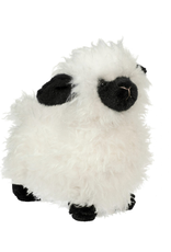 Douglas Douglas - Shiloh Sheep