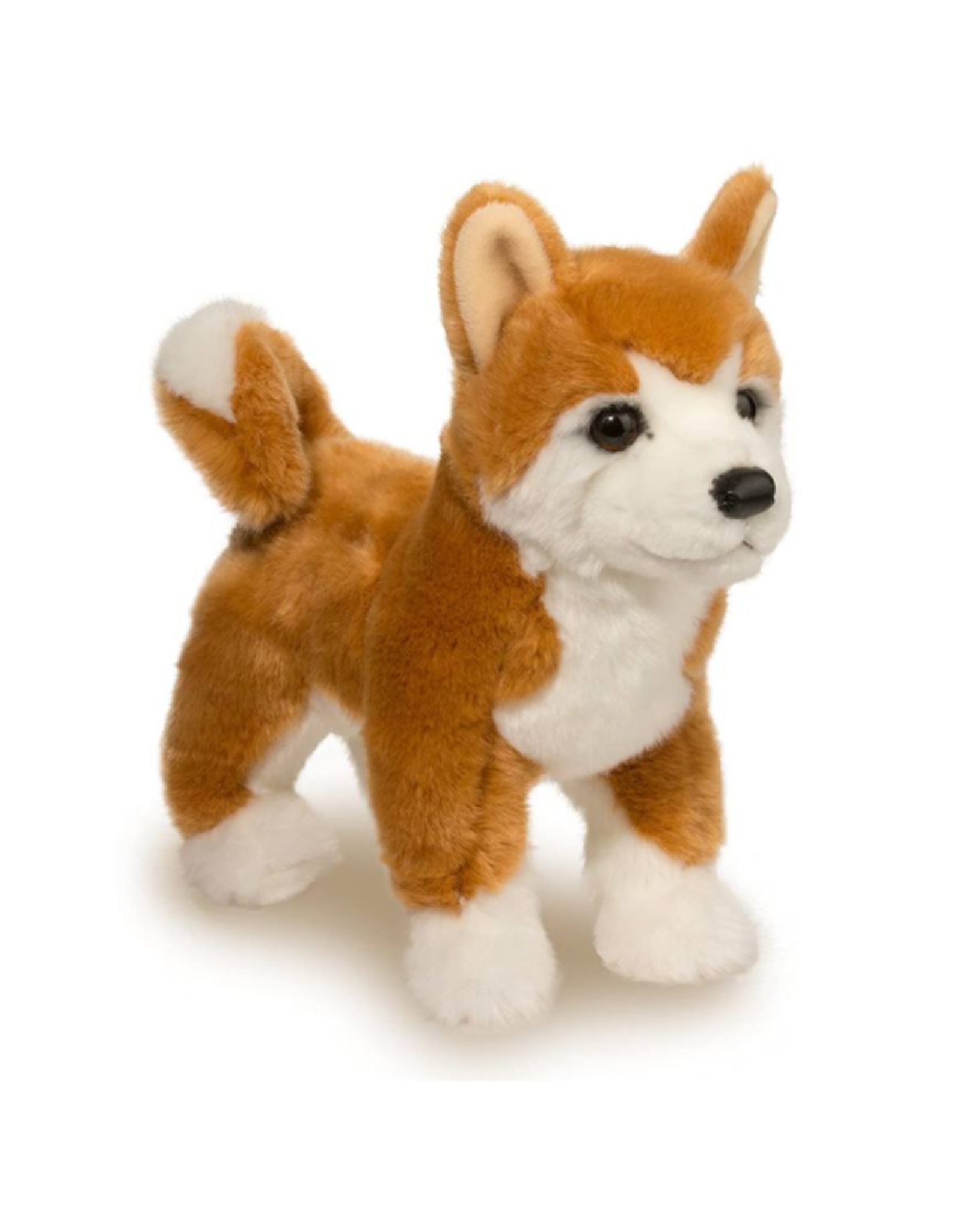Douglas Douglas - Dunham Shiba Inu