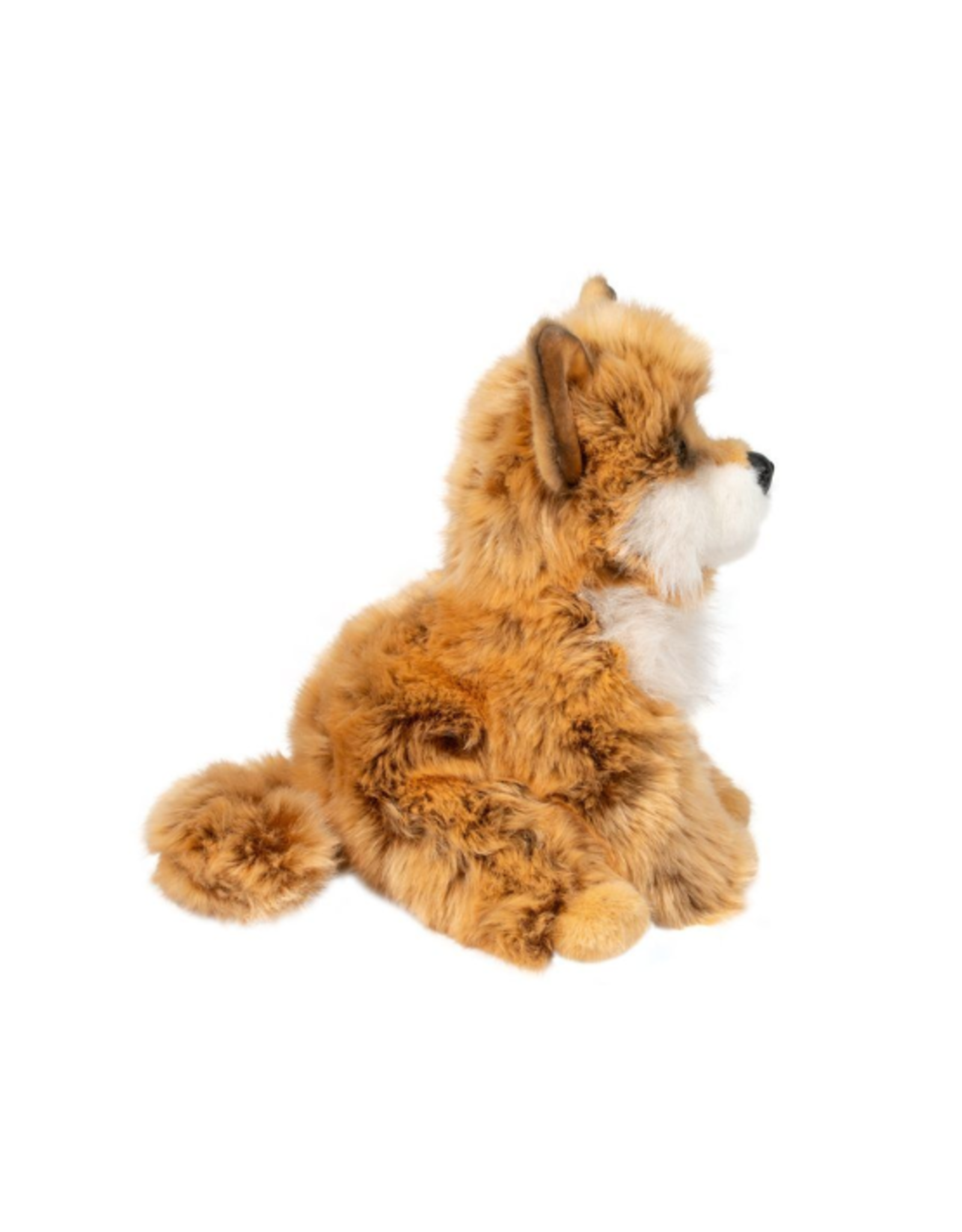 Douglas Douglas - Dove Pomsky