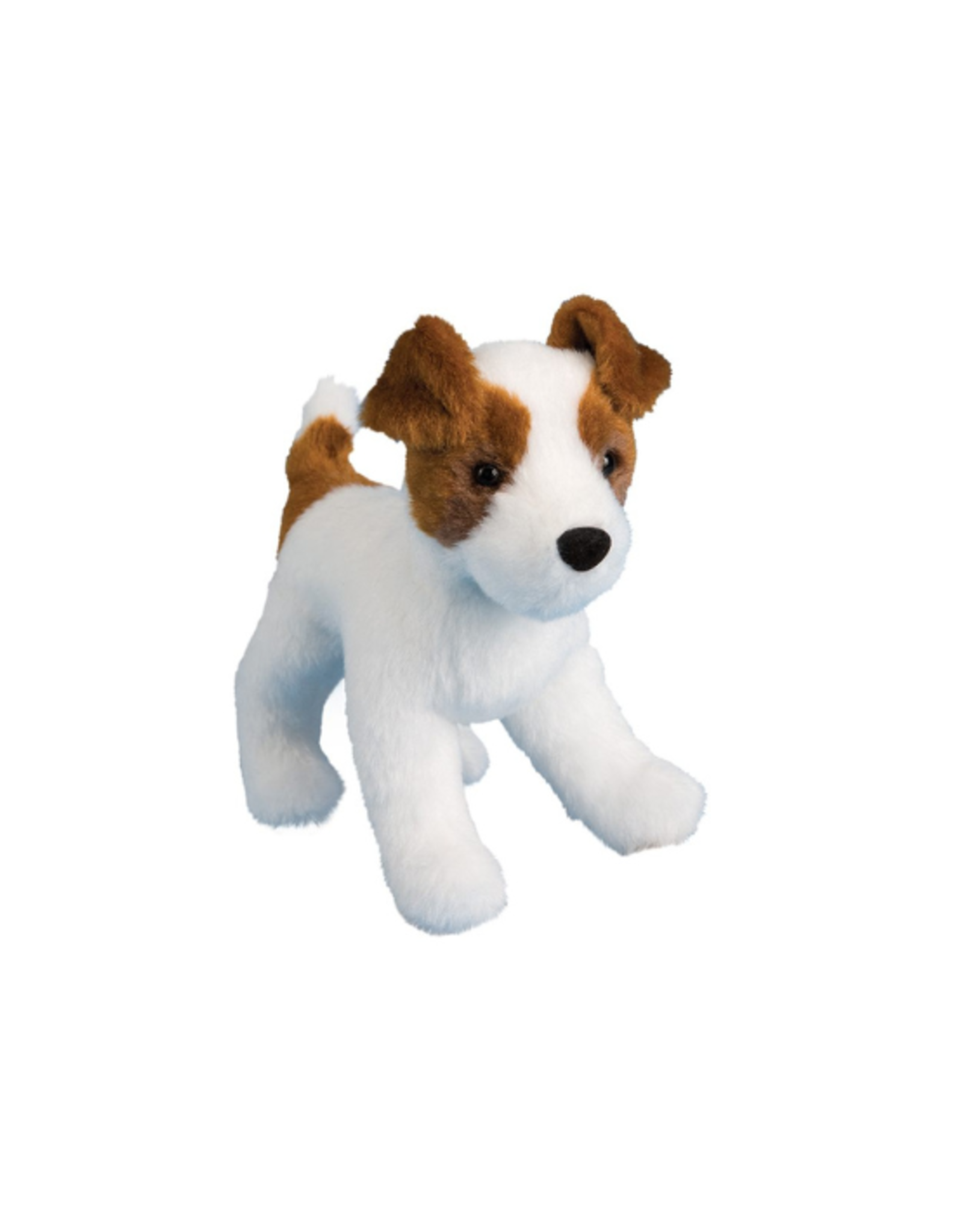 Douglas Douglas - Feisty Jack Russel Terrier