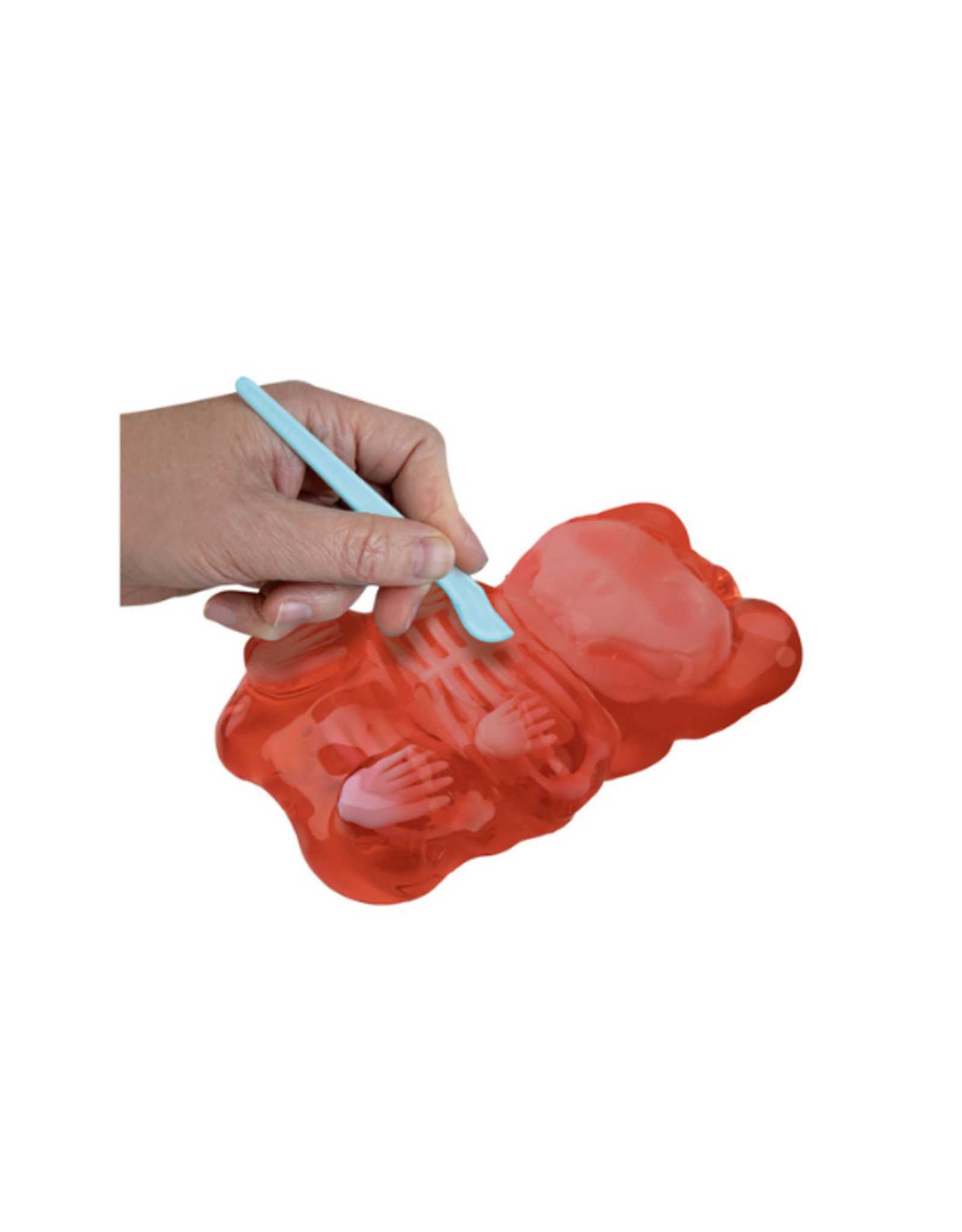 ORB ORB - Goo-natomy Lab Jelly Bear