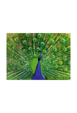 Ravensburger Ravensburger - 500pcs - Peacock