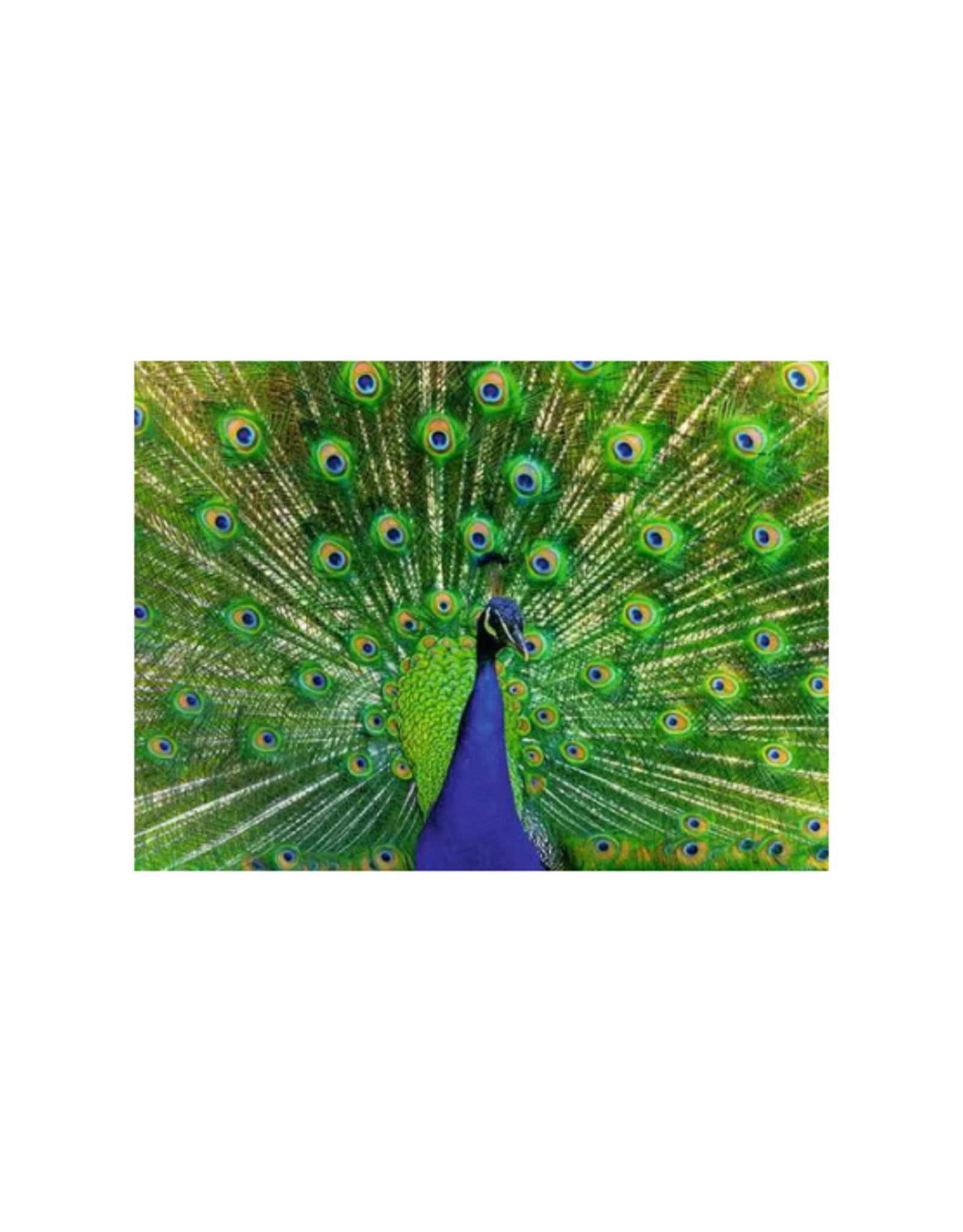 Ravensburger Ravensburger - 500pcs - Peacock