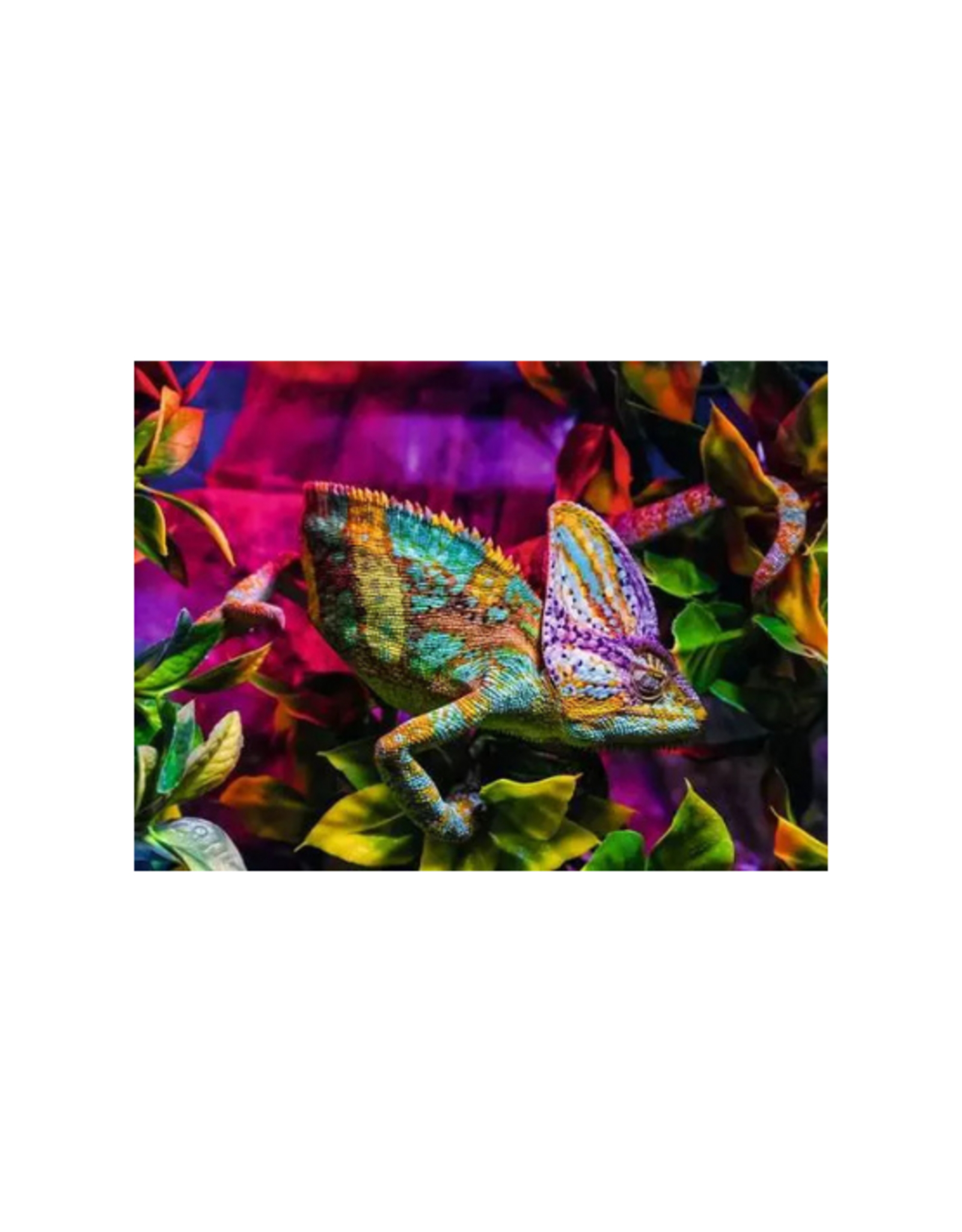 Ravensburger Ravensburger - 500pcs - Chameleon