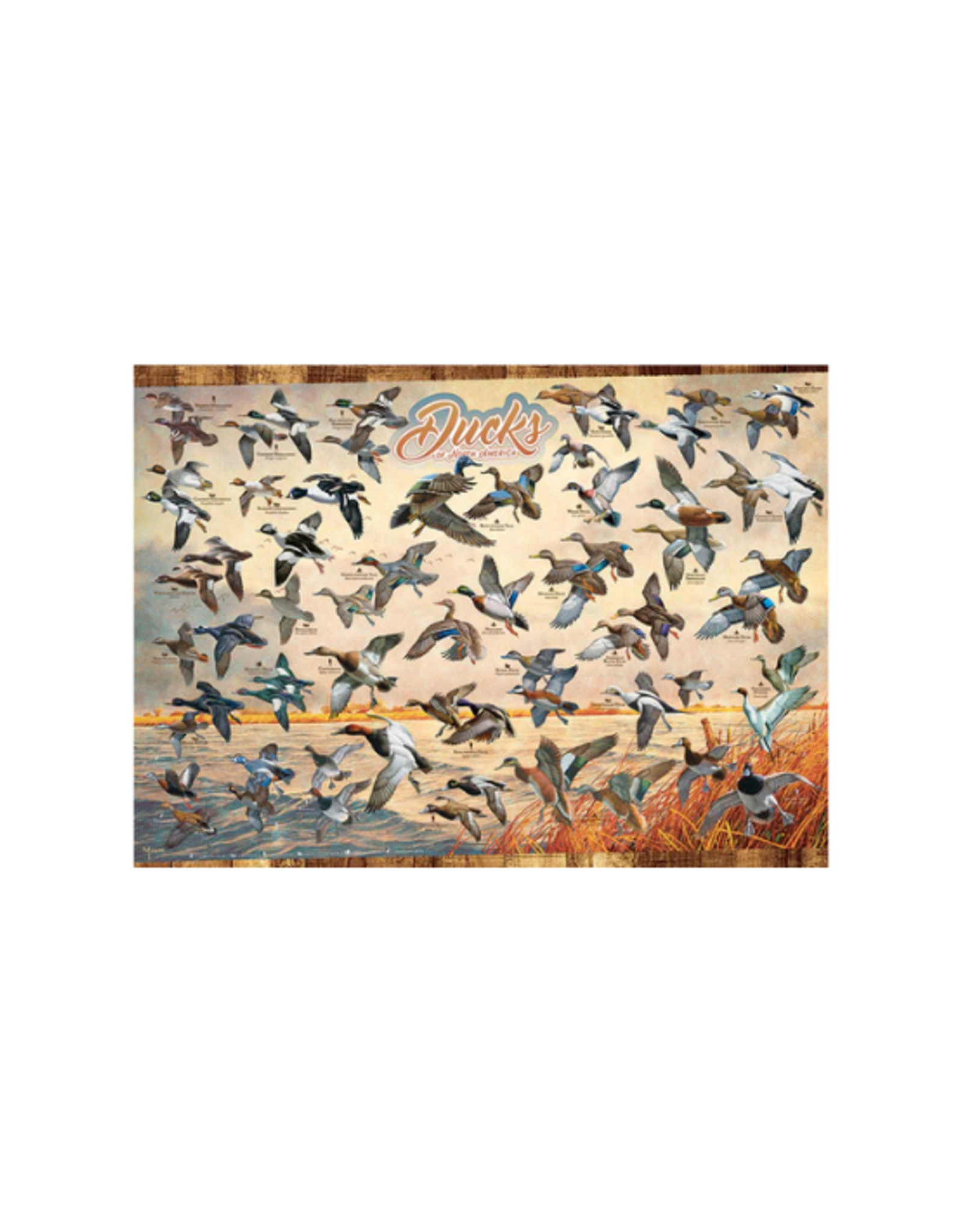Cobble Hill Cobble Hill - 1000pcs - Ducks of North America