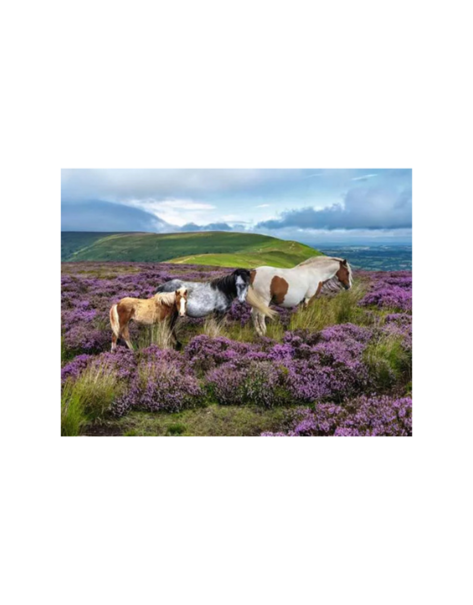 Ravensburger Ravensburger - 2000pcs - Wild Horses in the Heather