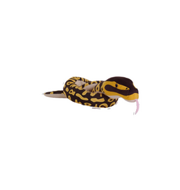 Wild Republic Snake Eco Ball Python