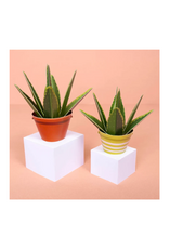 Clockwork Soldier Clockwork Soldier - Make Your Own Healing Aloe Vera