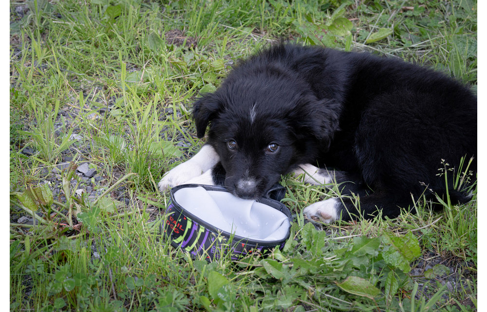 Trail Buddy Dog Bowl