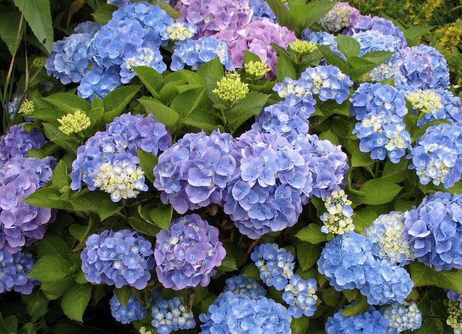 Садовые цветы на букву г