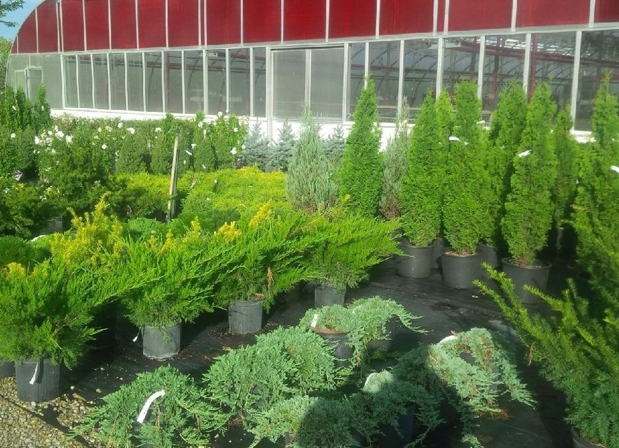 Nursery Stock Klomps