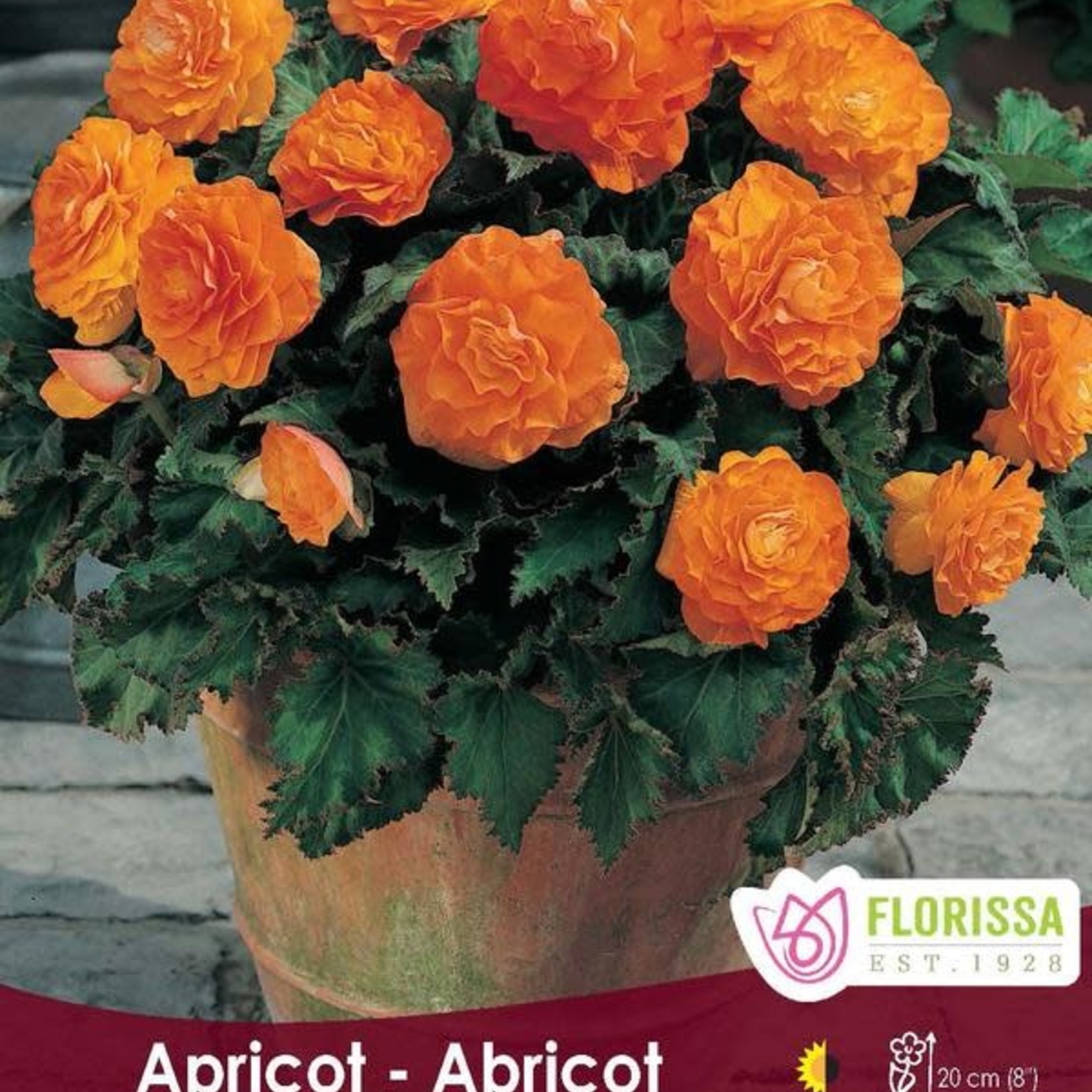 Van Noort Non-Stop Begonia 'Apricot' 1/Pkg.