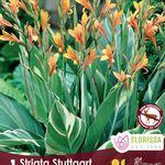 Van Noort Canna Variegated - Stuttgart - 1/Pkg