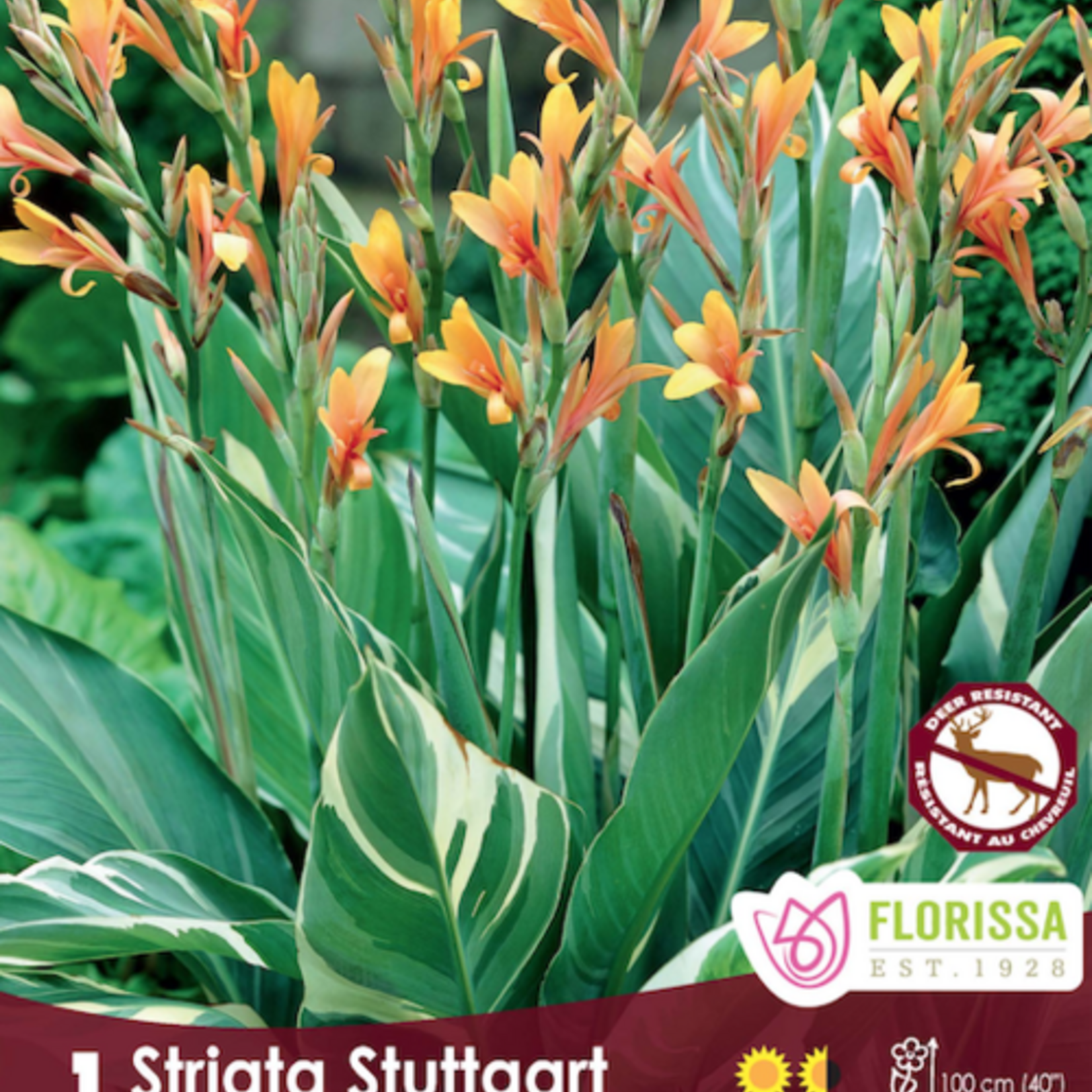 Van Noort Canna Variegated - Stuttgart - 1/Pkg