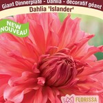Van Noort Giant Dinnerplate Dahlia - Islander Bulb 1/Pkg