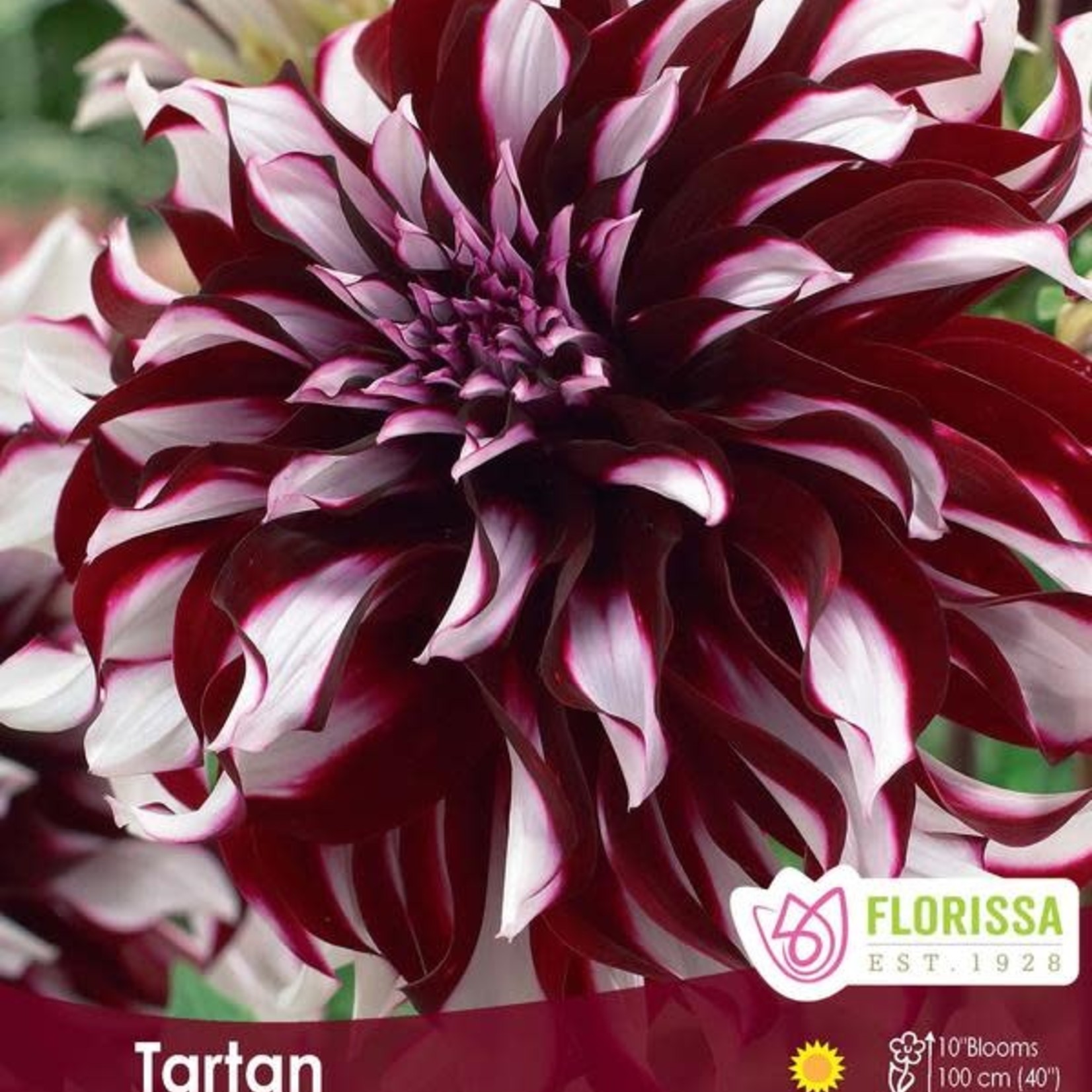 Van Noort Giant Dinnerplate Dahlia - Tartan Bulb 1/Pkg