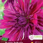 Van Noort Giant Dinnerplate Dahlia - Purple Taiheijo Bulb 1/Pkg