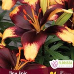 Van Noort Patio Asiatic Lily - Tiny Epic 3/Pkg