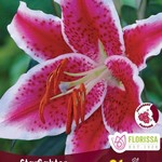 Van Noort Oriental Lily - Stargazer 1/Pkg