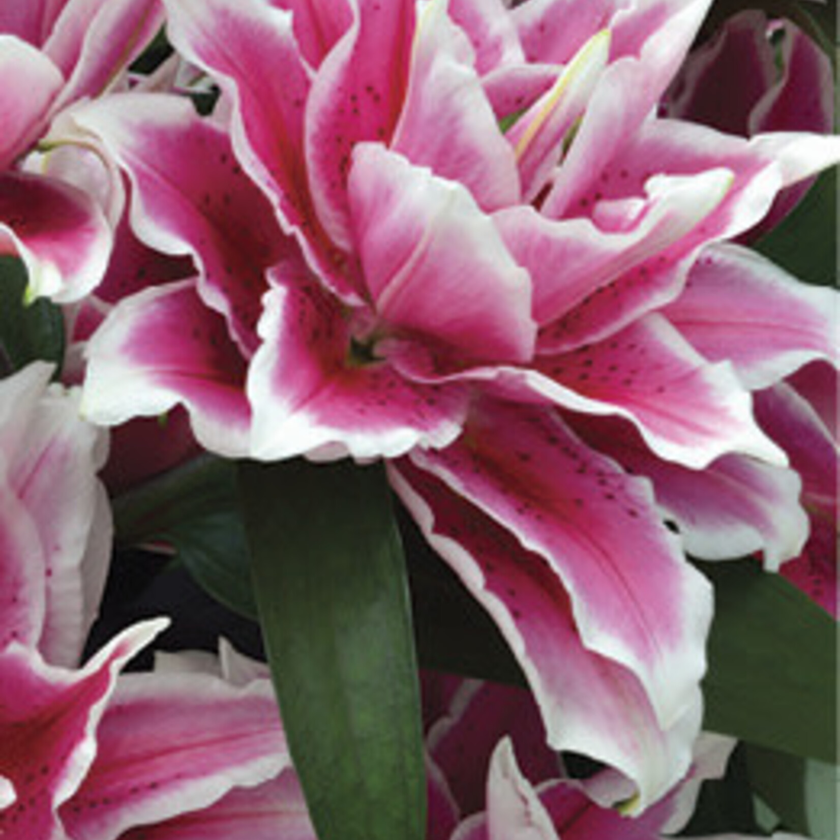 Van Noort LILY Dbl. Roselily Samantha - pkg. 1
