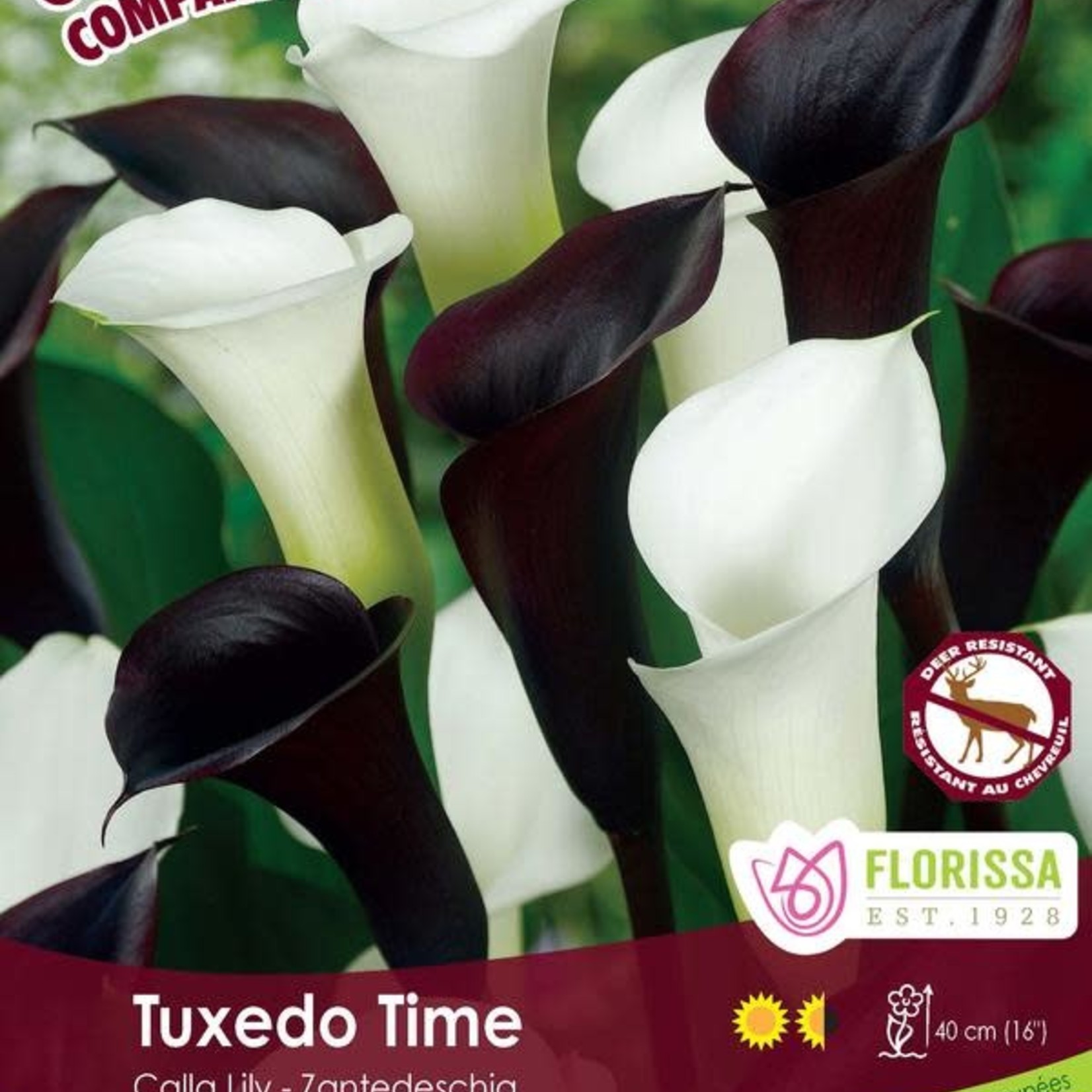 Van Noort Calla Lily 'Tuxedo Time' 3/Pkg.