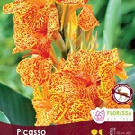 Van Noort Canna Greenleaf - Picasso Bulb Pkg.