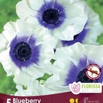 Van Noort Anemone - Rainbow Blueberry 5/Pkg