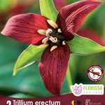 Van Noort Trillium - Erectumv(Red) 2/Pkg