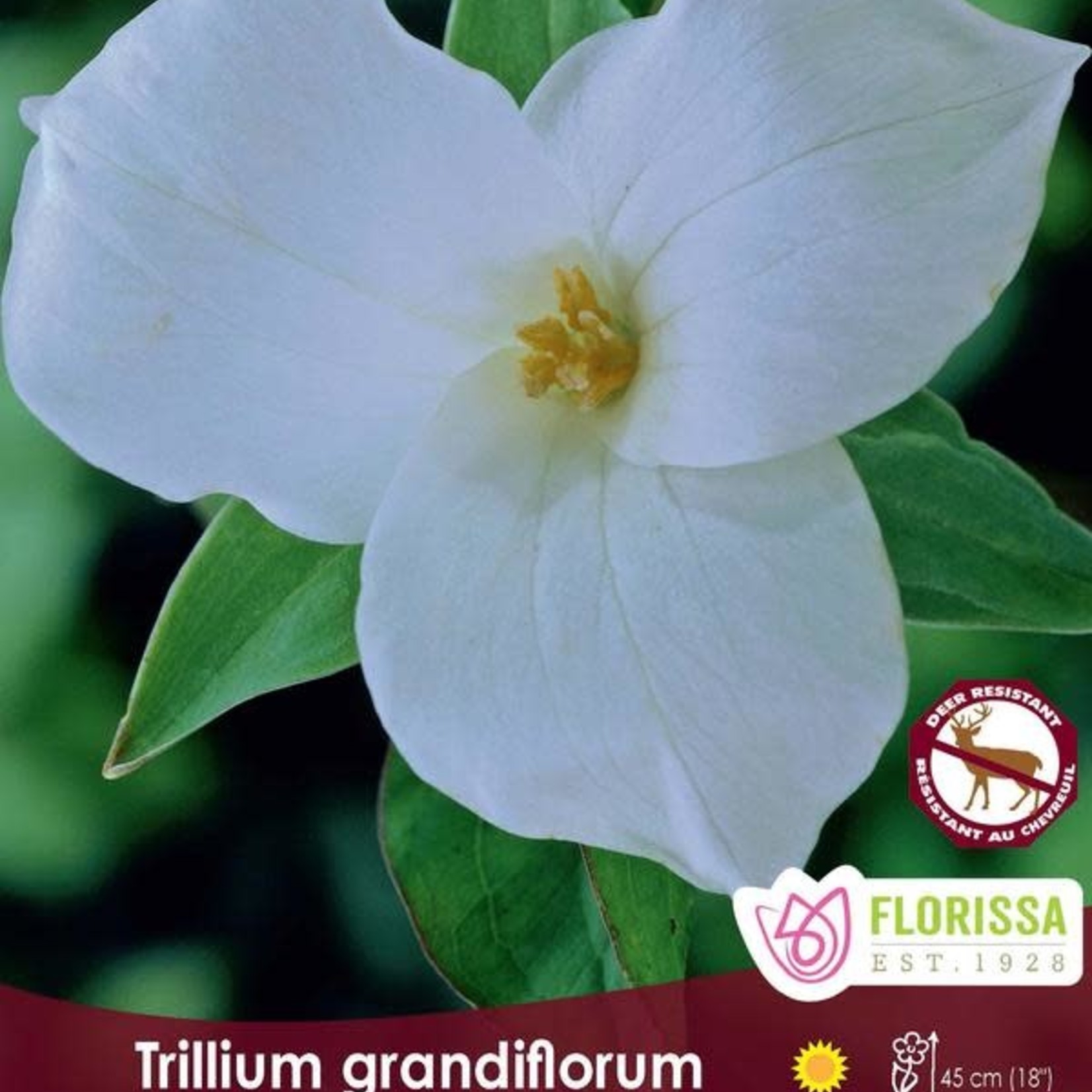 Van Noort Trillium - Grandiflorum (White) 2/Pkg