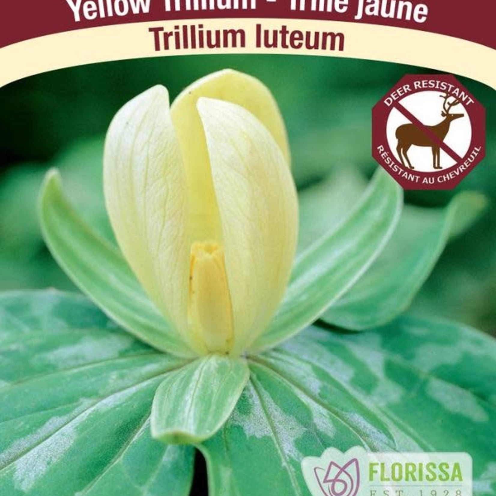 Van Noort Trillium - Luteum,  2/Pkg