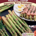 Van Noort Asparagus Mary Washington 8/Pkg