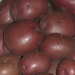 Van Noort Red Viking Potato- Seed  2Kg