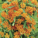 Van Noort Asclepias Tuberosa - Pkg.