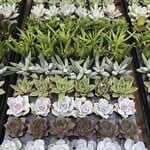 Assorted Succulent Plugs (No Pot)